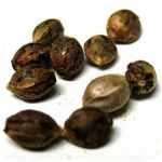 Семена марихуаны АК-47  (Seeds AK-47) в Инте